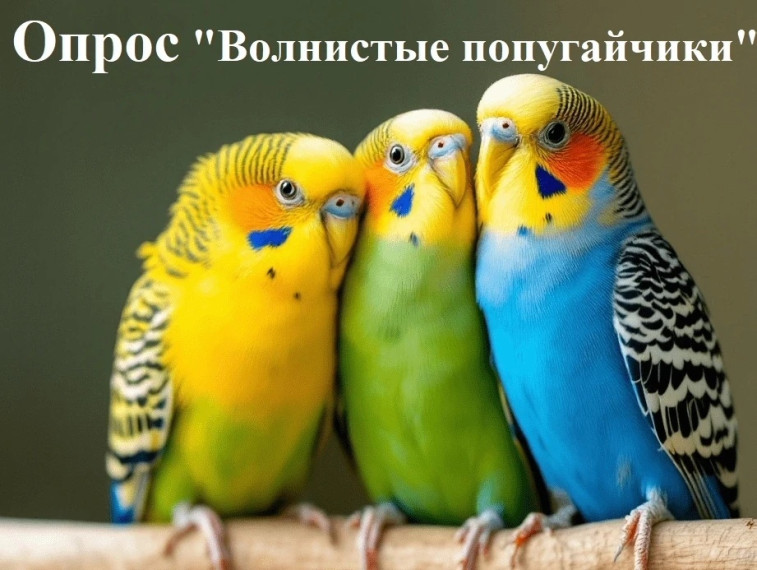 ОПРОС "ВОЛНИСТЫЕ ПОПУГАЙЧИКИ".